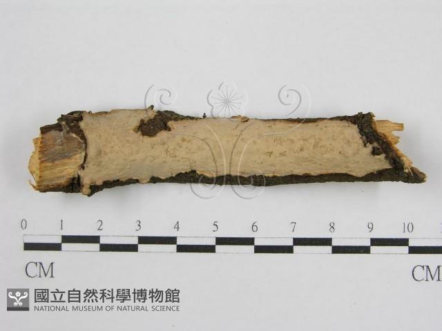 登錄號:F0004507藏品圖，第1張