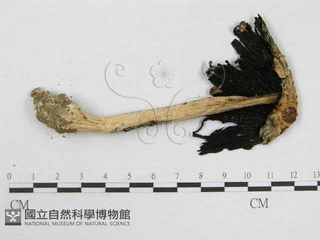 登錄號:F0007507藏品圖，第1張