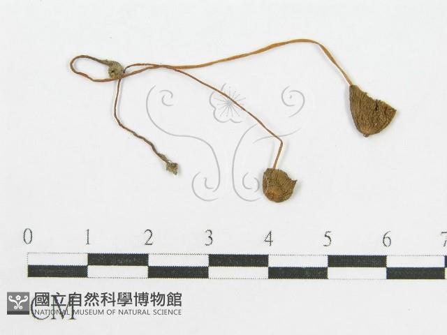 登錄號:F0005507藏品圖，第1張