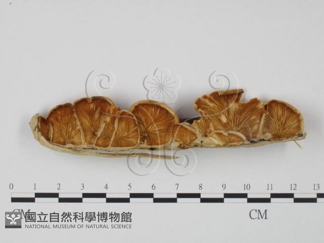 登錄號:F0009507藏品圖，第1張