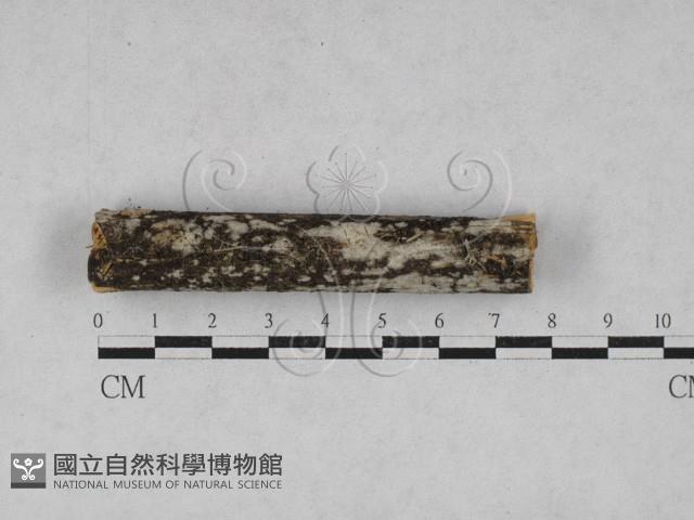 登錄號:F0028107藏品圖，第1張