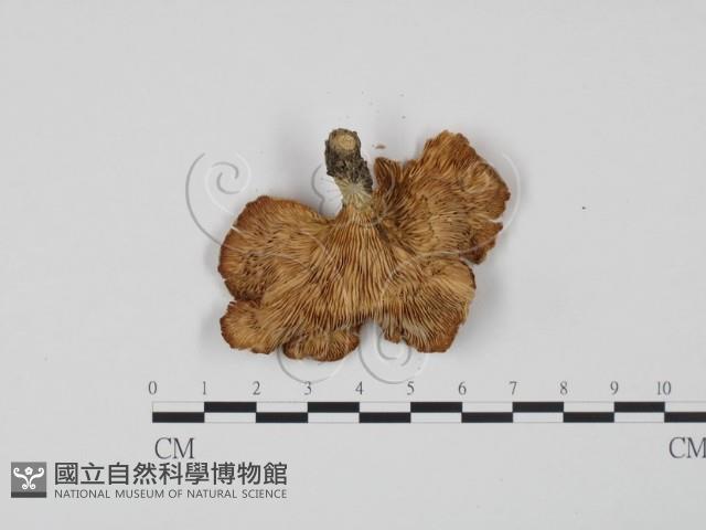 登錄號:F0008107藏品圖，第1張