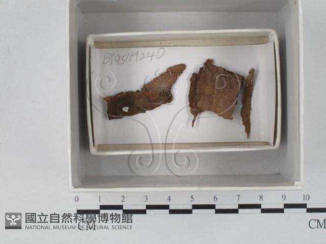 登錄號:F0018107藏品圖，第1張