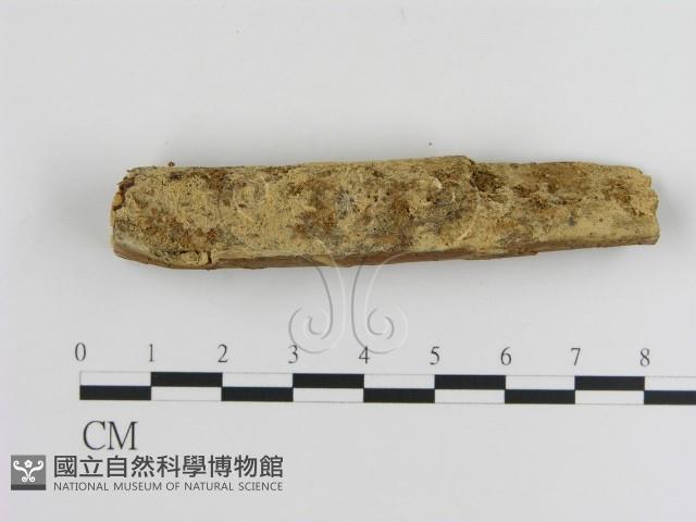 登錄號:F0000107藏品圖，第1張