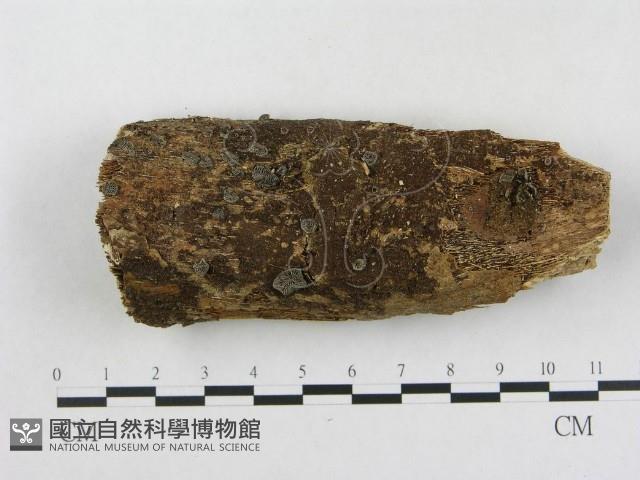 登錄號:F0010107藏品圖，第1張