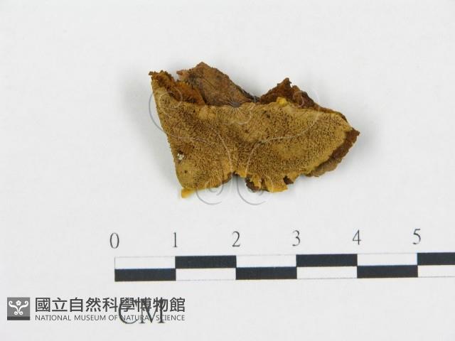 Accession Number:F0006107 Collection Image, Figure 1, Total 2 Figures