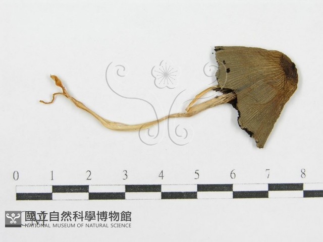 鬼傘屬藏品圖，第1張