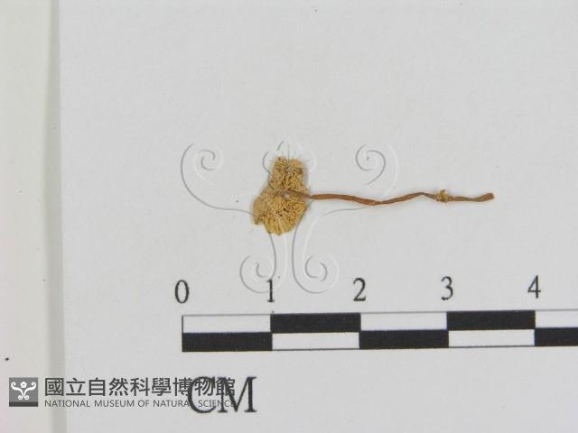 登錄號:F0011107藏品圖，第1張