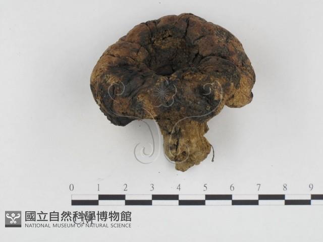 登錄號:F0024107藏品圖，第1張