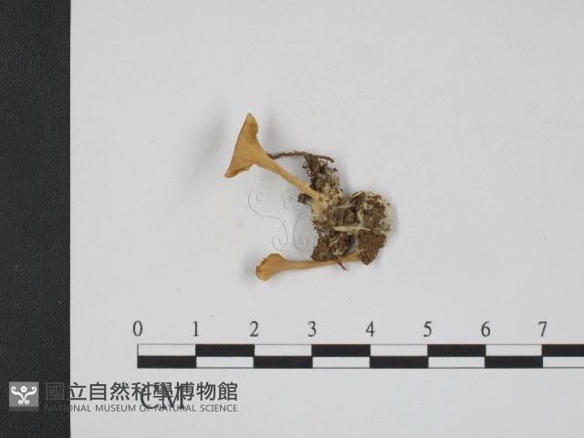 Accession Number:F0004107 Collection Image, Figure 1, Total 3 Figures