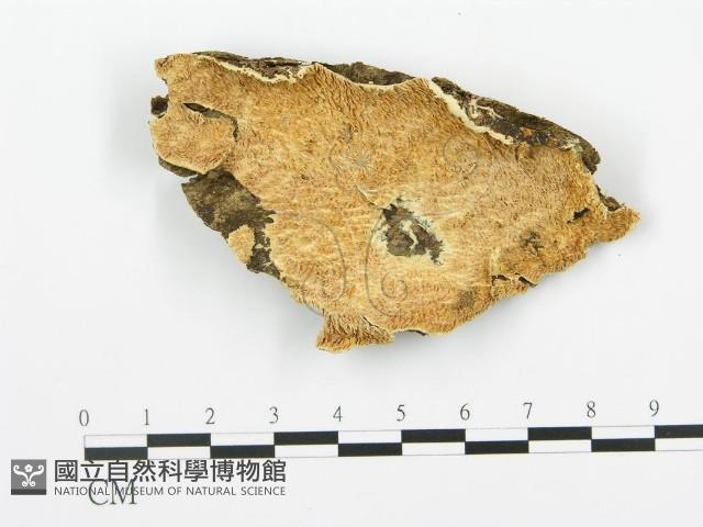 登錄號:F0014107藏品圖，第1張