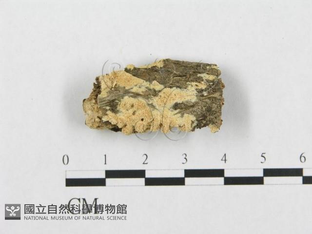 登錄號:F0007107藏品圖，第1張