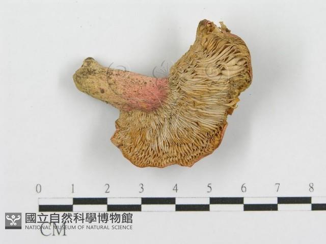 紅菇屬藏品圖，第1張