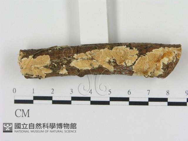 登錄號:F0005107藏品圖，第1張