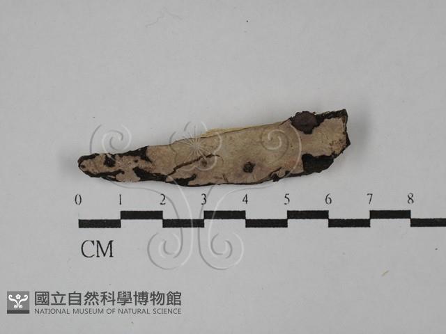 登錄號:F0029107藏品圖，第1張