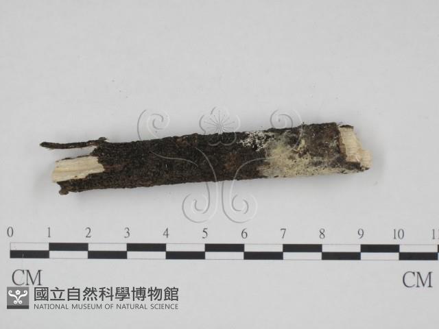 登錄號:F0009107藏品圖，第1張