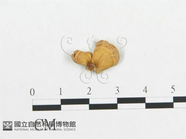 多孔菌屬藏品圖，第1張