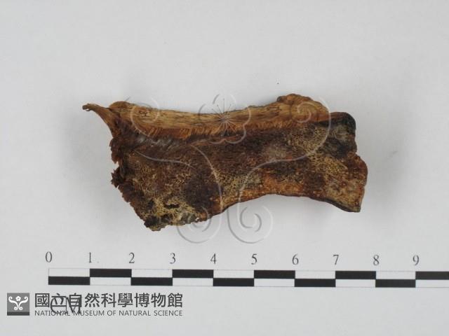 登錄號:F0008007藏品圖，第1張