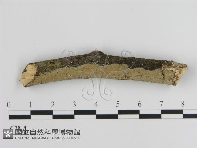 刺皮菌屬藏品圖，第1張