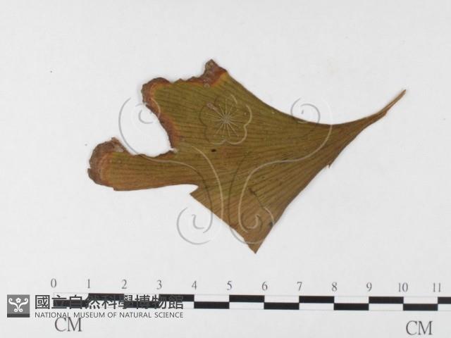登錄號:F0026007藏品圖，第1張