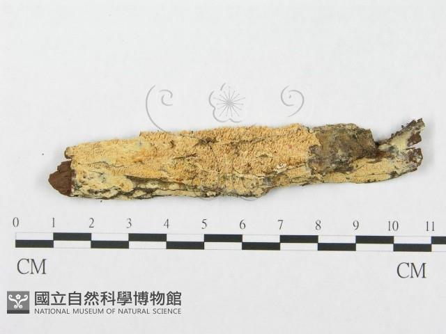 登錄號:F0006007藏品圖，第1張