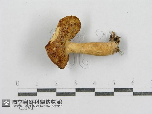 紅菇屬藏品圖，第1張