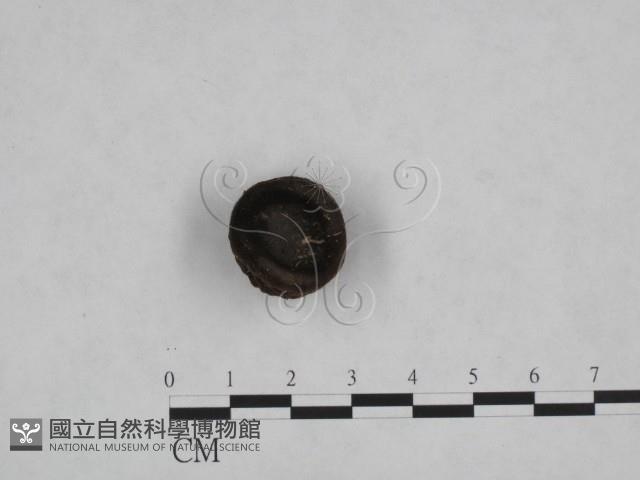 登錄號:F0021007藏品圖，第1張