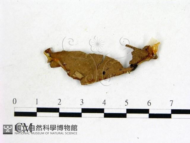 蟲草屬藏品圖，第1張