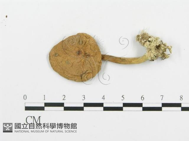 登錄號:F0011007藏品圖，第1張