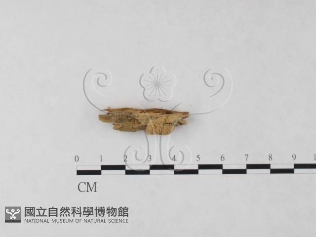 絲齒菌屬藏品圖，第1張