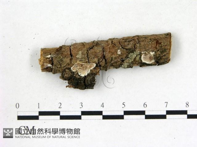 膠孔菌屬藏品圖，第1張