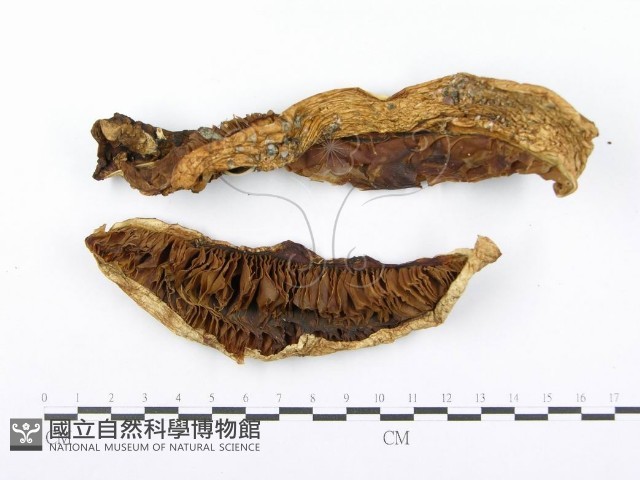 登錄號:F0014007藏品圖，第1張