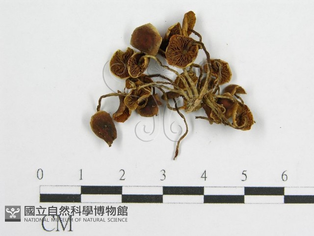 登錄號:F0002007藏品圖，第1張