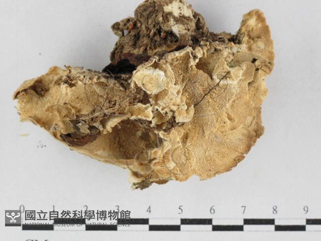 栓菌屬藏品圖，第1張