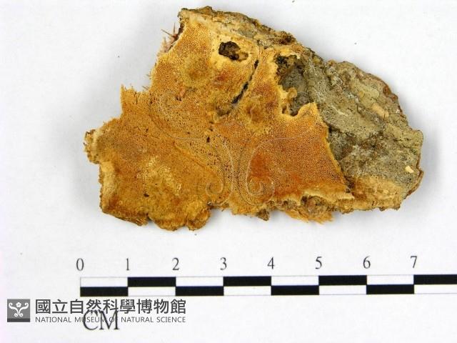 登錄號:F0007007藏品圖，第1張