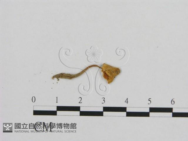 小皮傘屬藏品圖，第1張