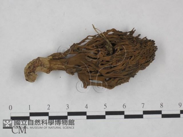 登錄號:F0025007藏品圖，第1張