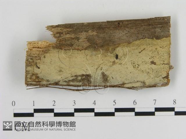 登錄號:F0005007藏品圖，第1張