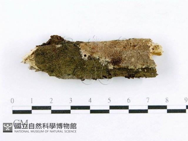 射脈菌屬藏品圖，第1張