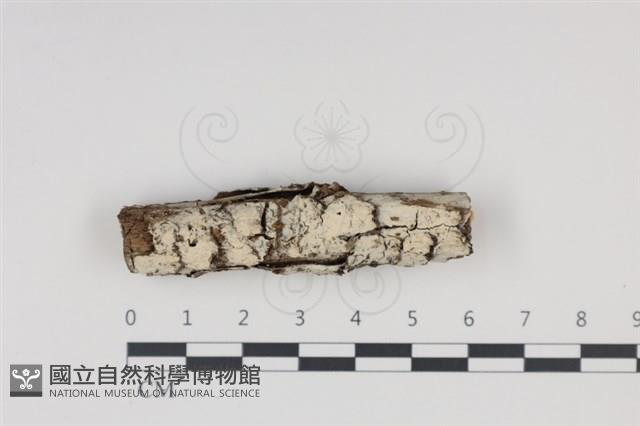 登錄號:F0035007藏品圖，第1張