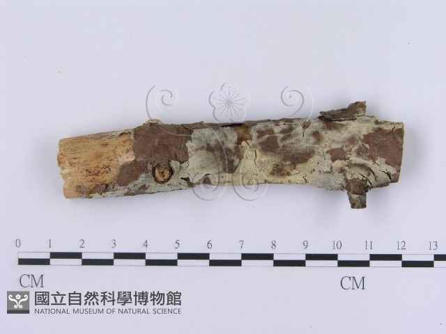 登錄號:F0003007藏品圖，第1張