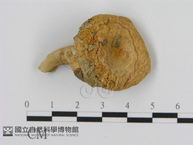 乳菇屬藏品圖，第1張