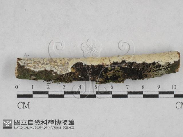 登錄號:F0028307藏品圖，第1張