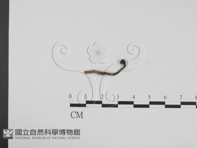 炭角菌屬藏品圖，第1張