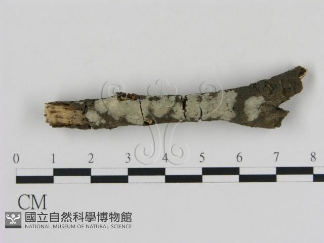 登錄號:F0000307藏品圖，第1張