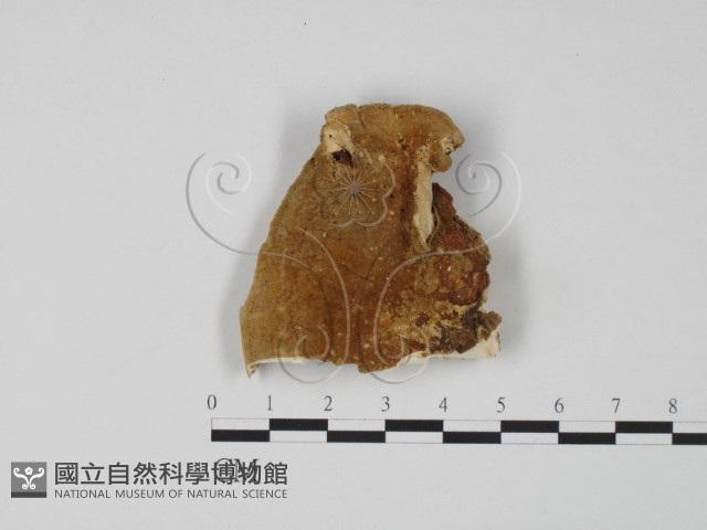 登錄號:F0006307藏品圖，第1張