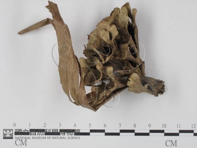 棕色革菌藏品圖，第1張