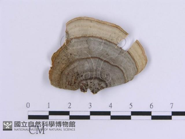 登錄號:F0007307藏品圖，第1張