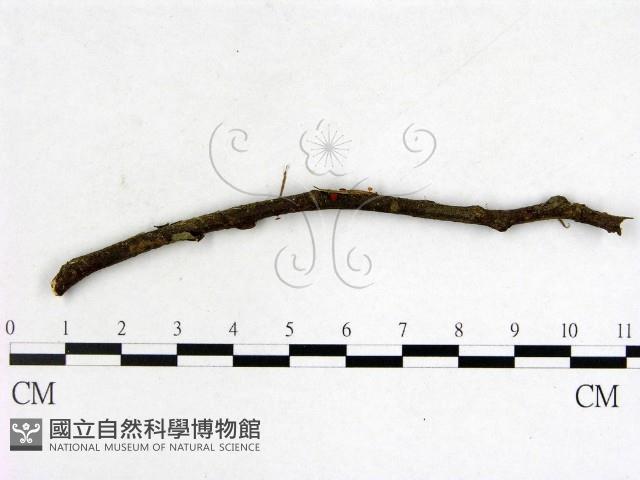 登錄號:F0005307藏品圖，第1張