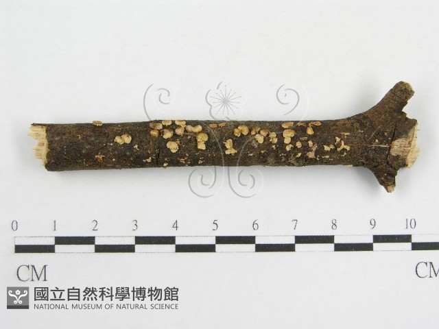 登錄號:F0003307藏品圖，第1張